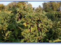 OFT : Varietal testing of Brinjal3