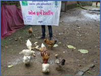 OFT : Poultry breed testing1