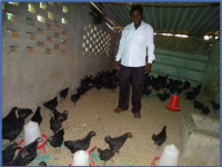 OFT : Poultry breed testing2
