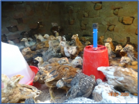 OFT : Poultry breed testing3