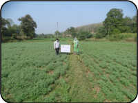 Results of Front Line Demonstrations (Pulses crops)2