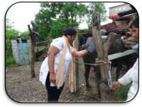 Results of Front Line Demonstrations (Livestock)3