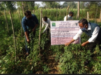 OFT : Varietal testing of Tomato1