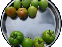 OFT : Varietal testing of Tomato3