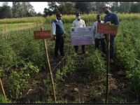 OFT : Varietal testing of Tomato2
