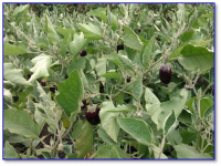 OFT : Varietal testing of Brinjal1