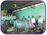OFT : Rectifying negative energy balance in high yielding buffaloes2