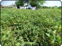 Results of Front Line Demonstrations (Oilseeds crops)1