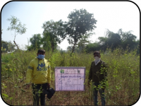 Results of Front Line Demonstrations (Pulses crops)3
