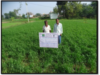 Results of Front Line Demonstrations (Other crops)1
