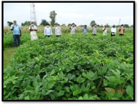 Results of FLDS on Plant protection3