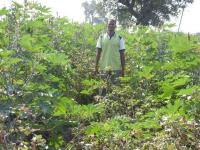 FLD on Cotton-castor relay cropping 
