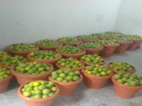 Sweet Orange fruits