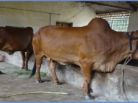 Dairy Unit