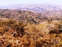 Abu forest