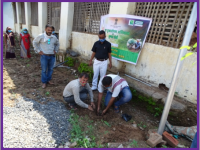 tree plantation